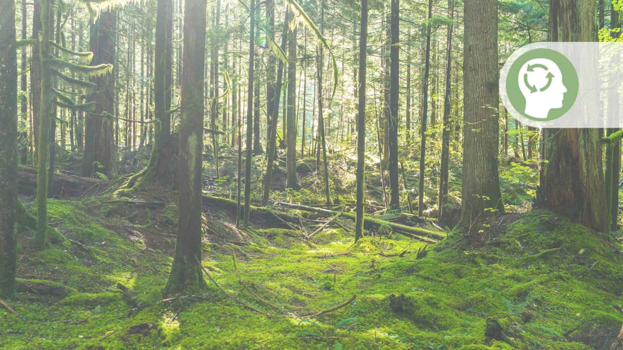 Forest with a Green mindset icon